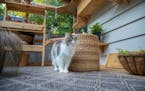 A catio allows your cat to be outside and be safe. 