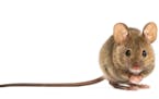 Motormouth: Mice can be pesky problem