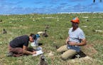 Wildlife workers relocate Tristram’s storm petrels on Hawaii’s Tern Island, on March 29, 2022. Scientists are making a dramatic effort to save the