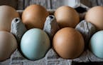 FILE-Specialty eggs, which include organic, pasture-raised and free-range, have at times been less expensive than conventional eggs as the latter face