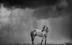 One of the wild horses, Nichols, standing in a storm.