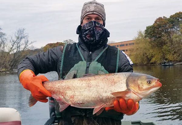 A DNR biologist holds a silver carp caught in Pool 8 of the Mississippi River in 2020.