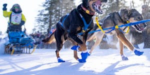Colleen Wallin and her sled dog team take off first from the start line of the John Beargrease Sled Dog Marathon Sunday, Jan. 29, in Duluth.