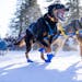 Colleen Wallin and her sled dog team take off first from the start line of the John Beargrease Sled Dog Marathon Sunday, Jan. 29, in Duluth.