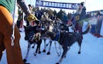 Erin Aili of Ray, Minn. gathers up her husband Keith’s dog team after they crossed the finish line to win the 39th annual John Beargrease Sled Dog M