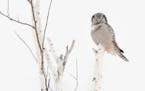 Northern hawk owls are distinctive, with their long tails. They’re also highly sought when they move down from the Arctic to visit northern Minnesot