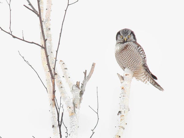 Quality opportunities abound for Minnesota birders in winter