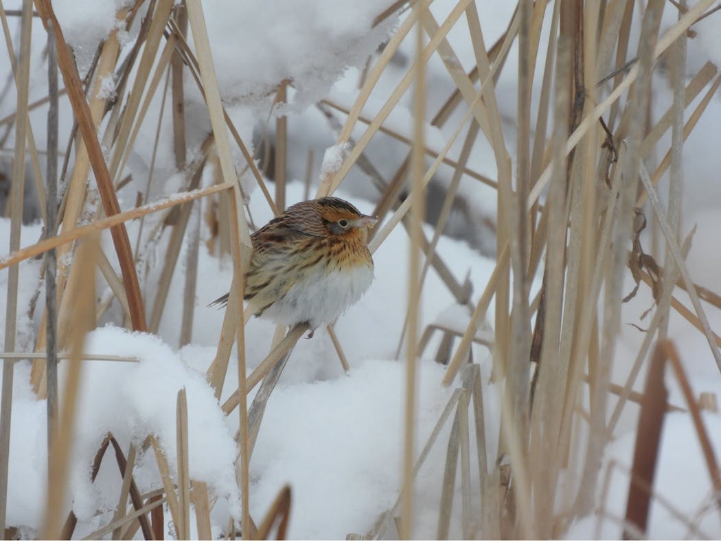 Elizabeth Steiner saw and captured this image of a LeConte’s Sparrow in December during the Christmas Bird Count. 