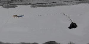 A wolf walks on Lake Superior near Isle Royale Jan. 28 after falling through the ice.