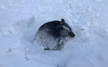 A black bear got stuck and was rescued from a snowy culvert alongside a road near Wannaska, according to the Minnesota Department of Natural Resources