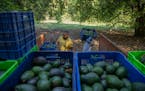 Men harvest avocados at an orchard in Santa Ana Zirosto, Michoacan state, Mexico, Jan. 26, 2023.