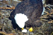 The first egg of 2023 was spotted Wednesday afternoon through the EagleCam.