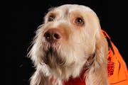 Zio, a 3-year-old Spinone Italiano owned by Jason Youngquist of Miesville, Minn. sits for a portrait ahead of the Bird Dog Parade during the National 