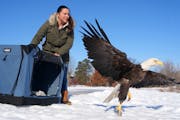 Kathryn Rasp, a veterinarian intern at the Raptor Center, lifted a screen to release bald eagle 22-956 back into the wild after recovering from poison