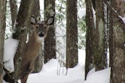 Conifer cover, including pines, cedars and other evergreens, provides forest areas with minimum amounts of snow, which benefit deer.