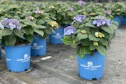 Hundreds of Endless Summer’s “Pop Star” hydrangeas are lined up in Minnesota greenhouses, ready for the Minneapolis Home and Garden Show, from M