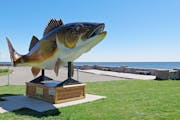 A walleye statue in Garrison, Minn., sits on western shore of Mille Lacs. Harvest opportunities reflect the health of the fish.