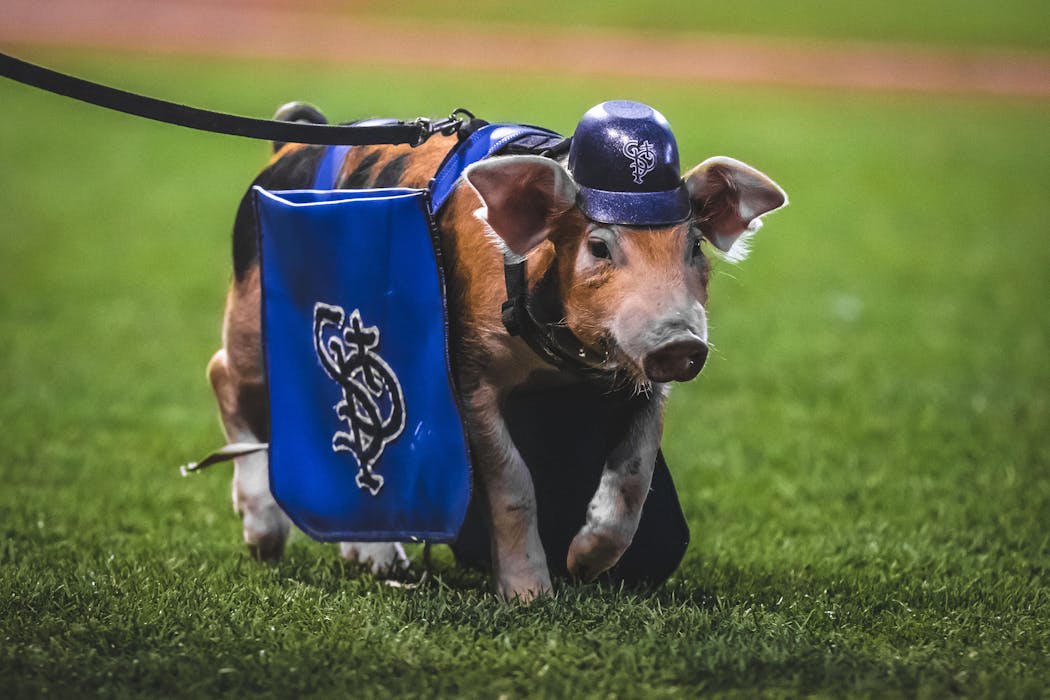 The 2020 St. Paul Saints pig mascot: This Little Piggy Stayed Home
