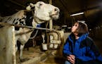 Marcia Endres photographed alongside a research cow back on April 10, 2018, at the University of Minnesota’s St. Paul campus