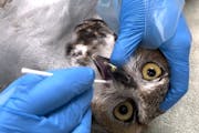 A Raptor Center technician gets an oral sample from a great horned owl.