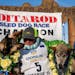 Ryan Redington posed with his lead dogs Sven, left, and Ghost, after he won the 2023 Iditarod Trail Sled Dog Race on Tuesday in Nome, Alaska. Redingto