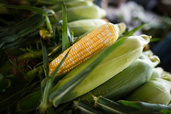 Corn could become chemicals as the state spends $100 million on a new facility.