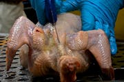 A 2010 file photo of a freshly killed chicken during processing.