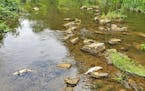 Rush Creek near Lewiston, Minn., was the site last July of 2,500 dead fish. Investigators didn’t pinpoint the cause but said upstream runoff of manu