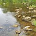 Rush Creek near Lewiston, Minn., was the site last July of 2,500 dead fish. Investigators didn’t pinpoint the cause but said upstream runoff of manu