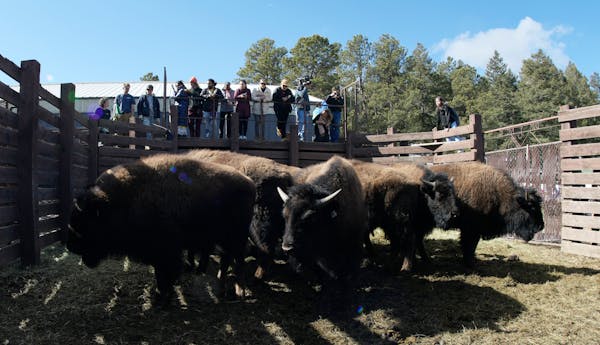 Tribes get bison to restore bond with animal