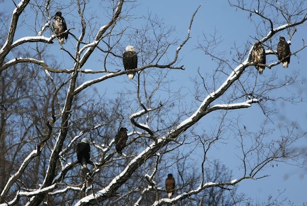 Bald eagles gather in a tree at Colvill Park in Red Wing, Minn., where you’ve got a decent chance of seeing birds without leaving the parking lot.
