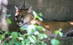 An adult mountain lion. Wildlife officials said Monday, March 20, they are searching for a mountain lion that clawed a man’s head while he was sitti