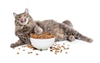 Judge a pet food by the health of your pet.