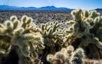 FILE - Teddybear Chollas are seen within the proposed Avi Kwa Ame National Monument on Feb. 12, 2022, near Searchlight, Nev. Biden intends to designat
