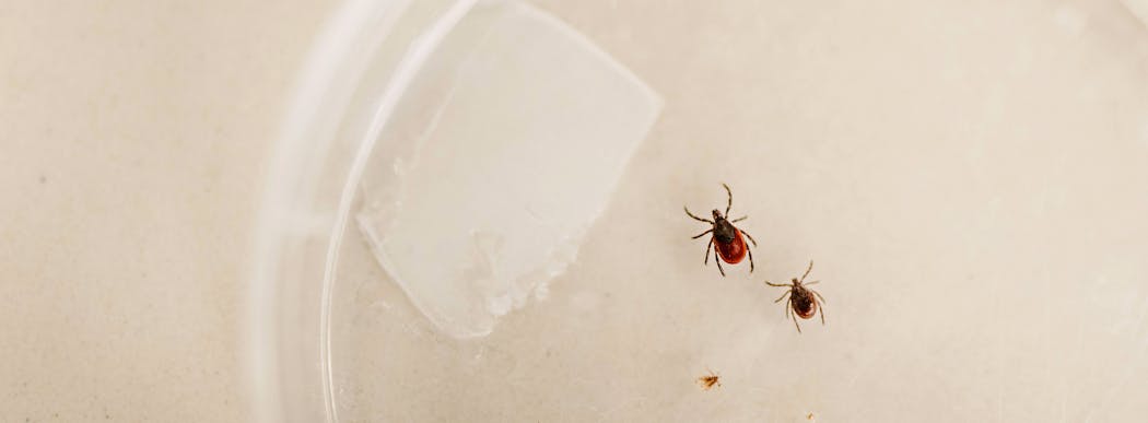 The tick on the left is a female adult deer tick. The tick on the right is a dog tick.