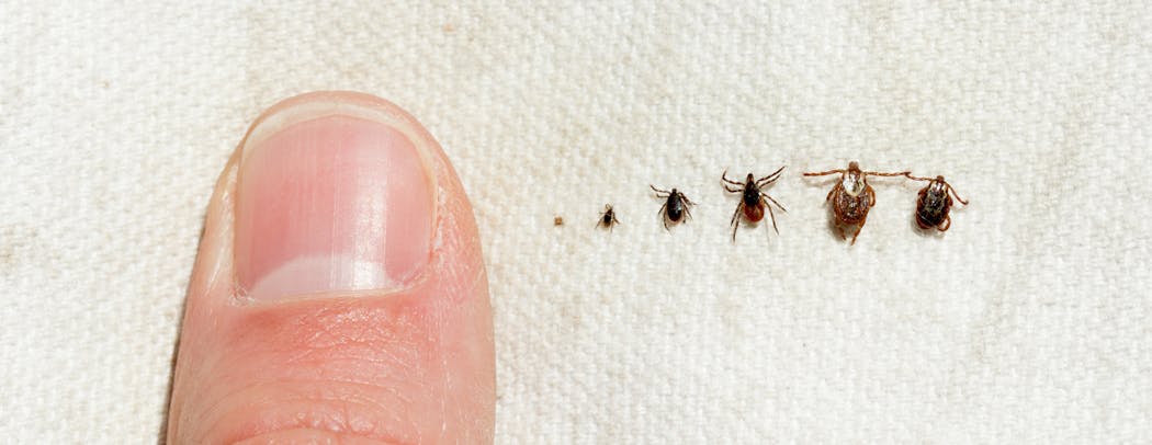 Almost invisible: From left, deer tick larva, nymph, adult male, and adult female; wood tick adult female and adult male.