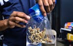 A vendor bagged psilocybin mushrooms at a cannabis marketplace in Los Angeles. Lawmakers throughout the United States are weighing proposals to legali