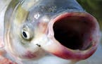 The invasive silver carp is pictured by the Illinois River in central Illinois. 