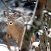 In 2022, deer also were burdened by heavy snowfall in large swaths of northern Minnesota.
