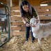 Emily Meister gives medicine to a three-legged sheep at Farmaste in Lindstrom, Minn.