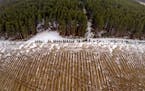 A 2015 aerial photo shows an agricultural field in Sebeka, Minn. The mixed pine forests of central Minnesota are rapidly being replaced to grow irriga