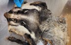 This badger pelt was intercepted by federal officials in the Twin Cities in March 2023.