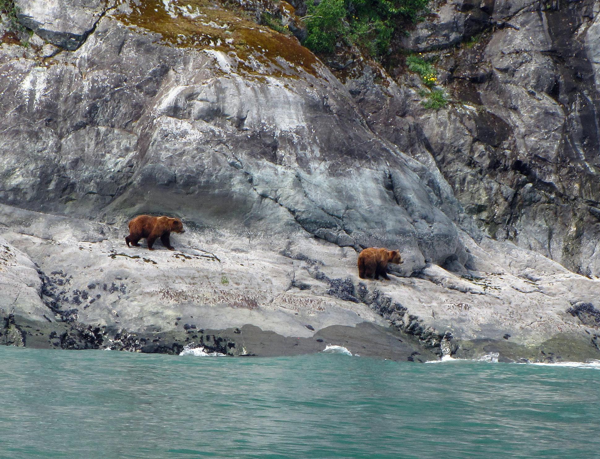 Brown bears in large numbers were spotted from the tour boat along the shoreline. They roamed along, turning rocks to look for salty tidal delicacies.