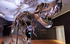 Stan, one of the largest and most complete Tyrannosaurus rex fossil discovered, is on display, Tuesday, Sept. 15, 2020, at Christie’s in New York. T