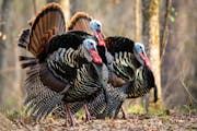 Strutting toms coming to a call is a dream scenario for Minnesota wild turkey hunters. The state’s spring season opens Wednesday.