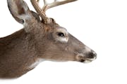 A whitetail deer.
