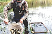 Tim Englund of North Country Bait trapping golden shiners from a pond in Hubbard County.