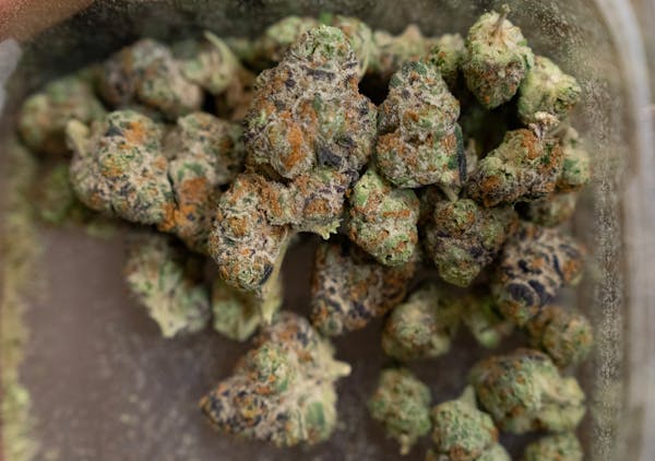 Cadillac Rainbow is one of dozens of strains of cannabis flower available at Herbana in Ann Arbor, Mich. States that have legalized recreational marij