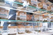 Shawn Triplett checks out the different strains of cannabis flower available at the Herbana dispensary in Ann Arbor, Mich. earlier this year.
