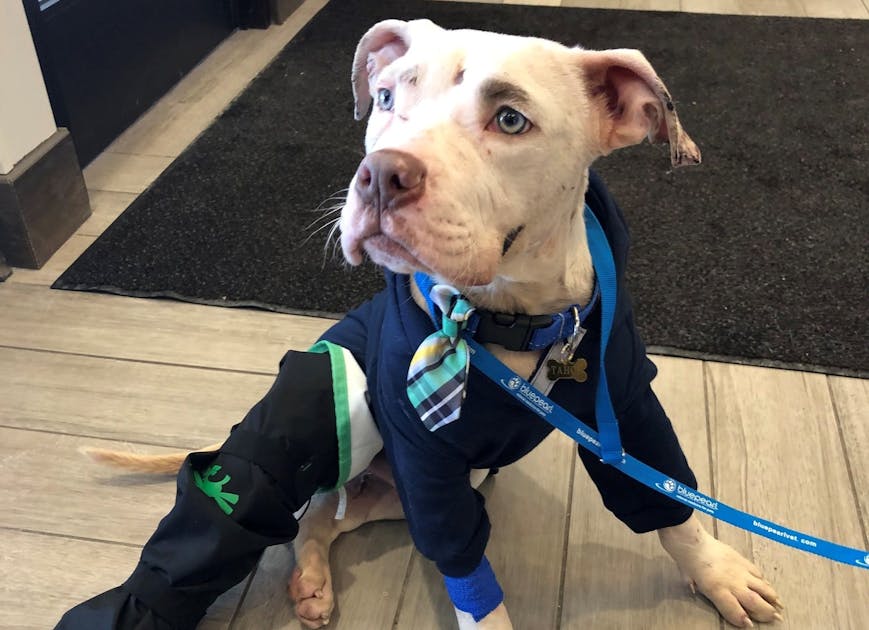 Pit bull puppy Taho, thrown from truck during chase, is euthanized